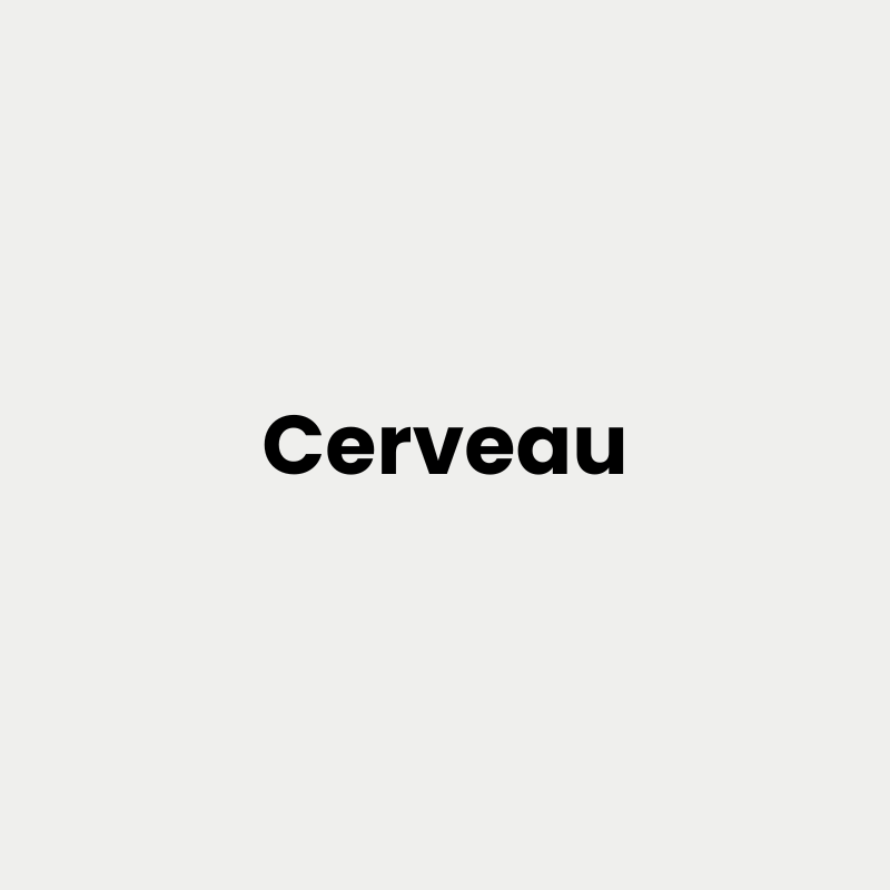 cerveau