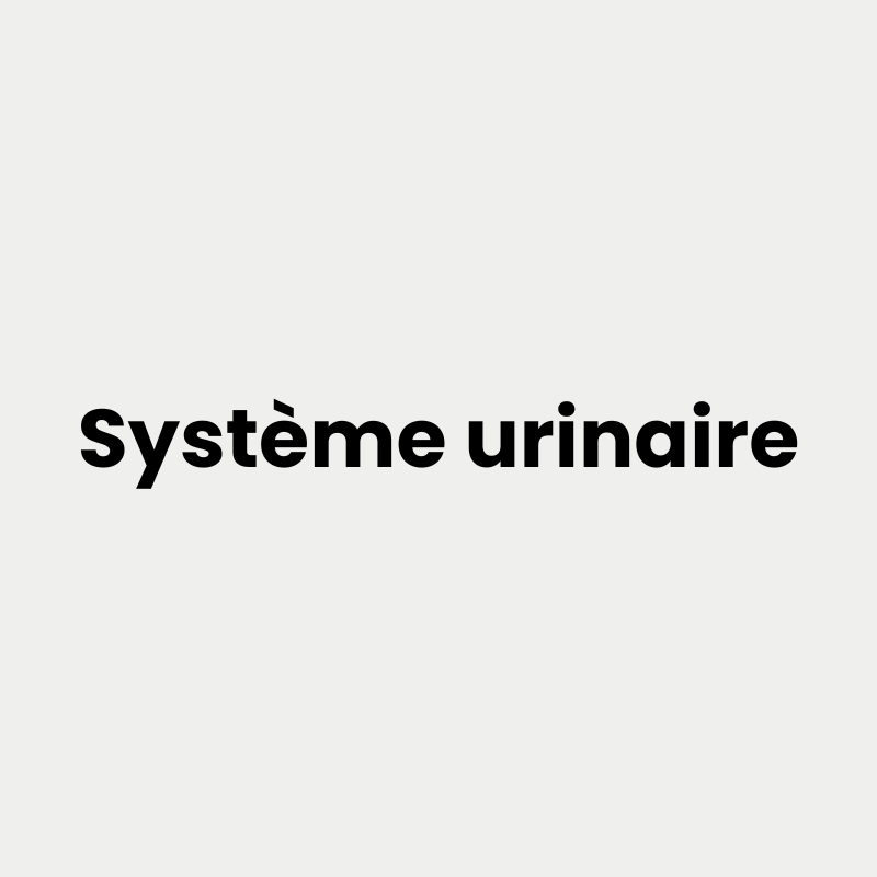 systeme urinaire